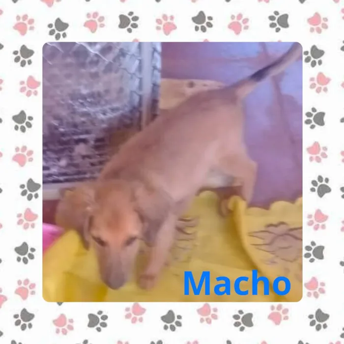Cachorro ra a SRD-ViraLata idade 2 a 6 meses nome (sem nome)