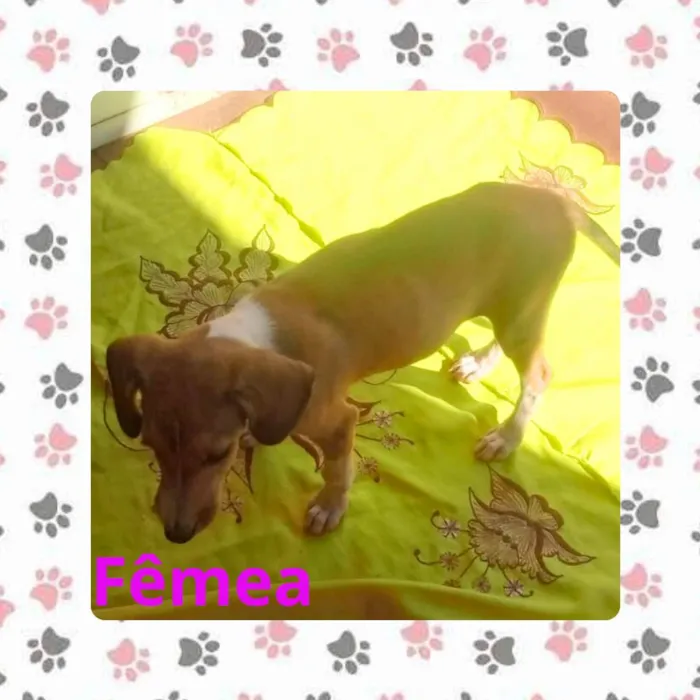 Cachorro ra a SRD-ViraLata idade 2 a 6 meses nome (sem nome)