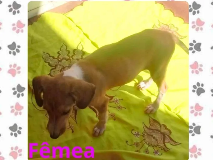 Cachorro ra a SRD-ViraLata idade 2 a 6 meses nome (sem nome)