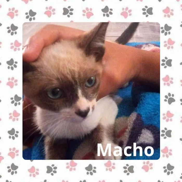 Gato ra a SRD idade 2 a 6 meses nome (sem nome)