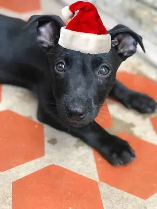 Cachorro ra a SRD-ViraLata idade 2 a 6 meses nome Joaquim