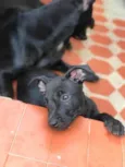 Joaquim