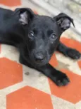 Joaquim