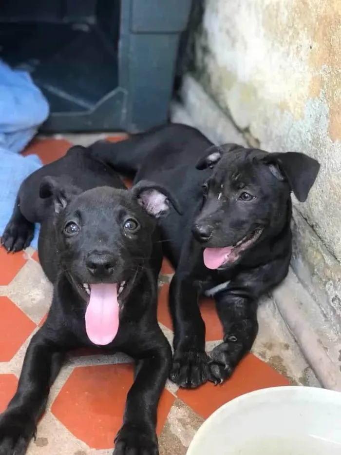Cachorro ra a SRD-ViraLata idade 2 a 6 meses nome Joaquim
