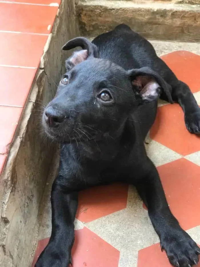 Cachorro ra a SRD-ViraLata idade 2 a 6 meses nome Joaquim