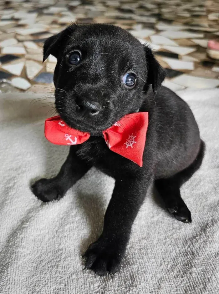 Cachorro ra a SRD-ViraLata idade 2 a 6 meses nome Joaquim