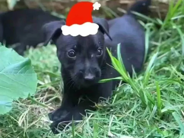 Cachorro ra a SRD-ViraLata idade 2 a 6 meses nome Joaquim
