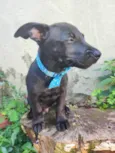 Joaquim