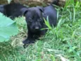 Joaquim