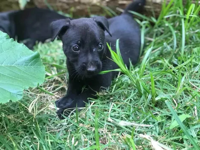 Cachorro ra a SRD-ViraLata idade 2 a 6 meses nome Joaquim