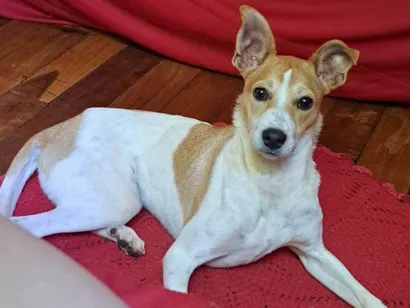 Cachorro raça SRD-ViraLata idade 1 ano nome Guida