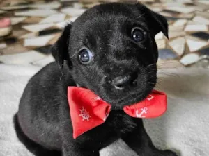 Cachorro raça SRD-ViraLata idade 2 a 6 meses nome Joaquim