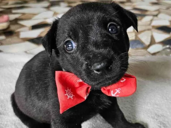 Cachorro ra a SRD-ViraLata idade 2 a 6 meses nome Joaquim