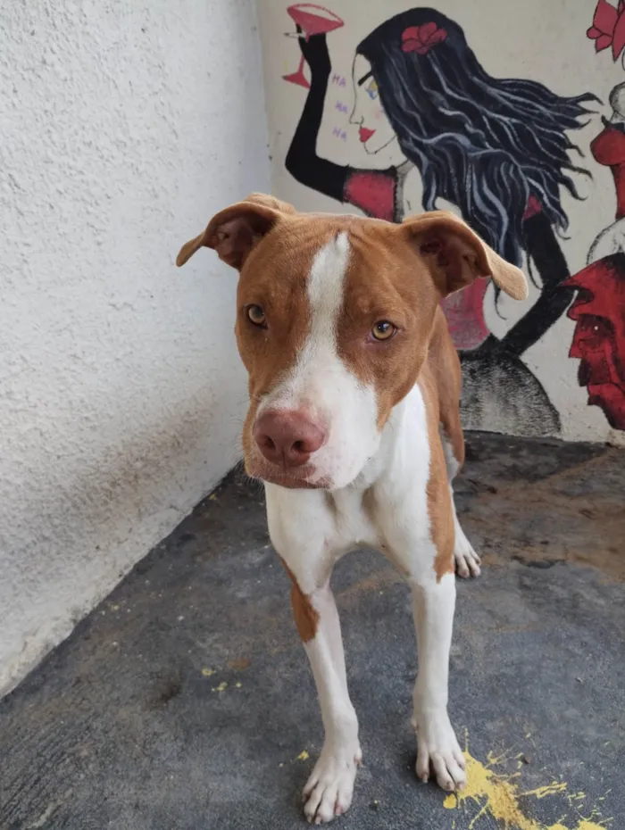 Cachorro ra a Pit-Bull Red Nose  idade 7 a 11 meses nome Bruce
