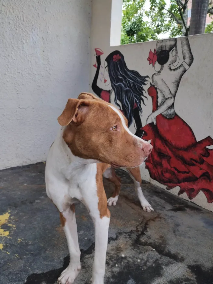 Cachorro ra a Pit-Bull Red Nose  idade 7 a 11 meses nome Bruce