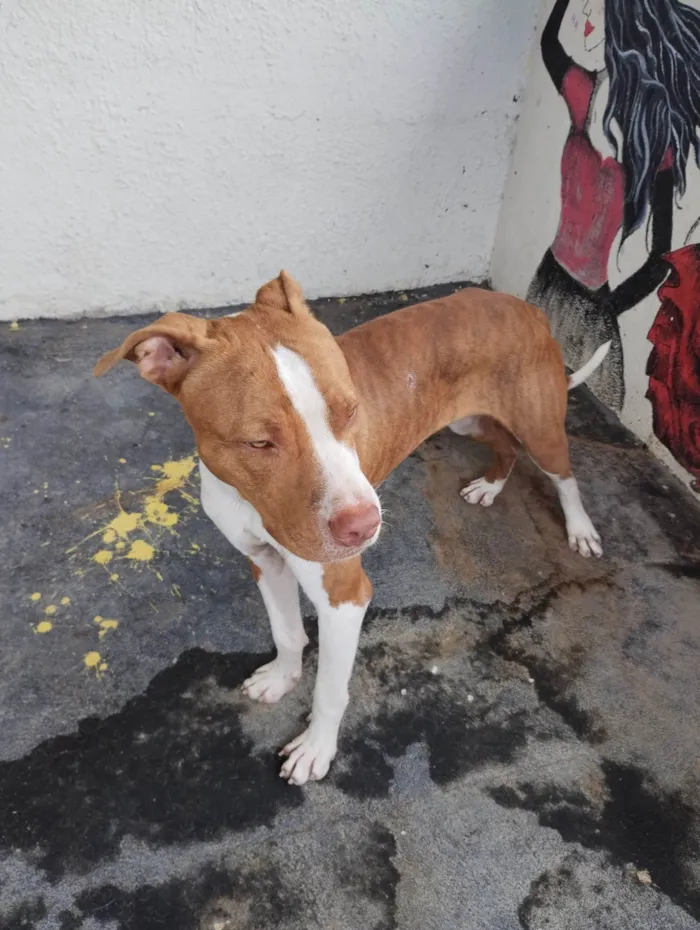 Cachorro ra a Pit-Bull Red Nose  idade 7 a 11 meses nome Bruce