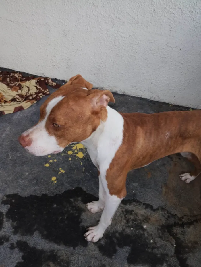 Cachorro ra a Pit-Bull Red Nose  idade 7 a 11 meses nome Bruce