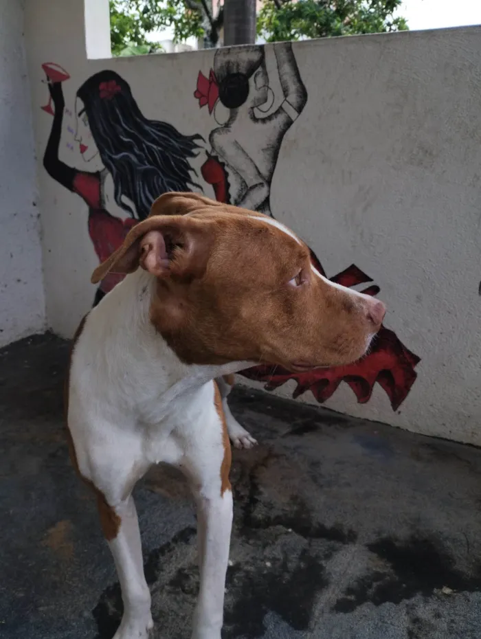 Cachorro ra a Pit-Bull Red Nose  idade 7 a 11 meses nome Bruce