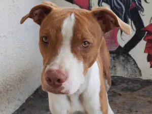 Cachorro raça Pit-Bull Red Nose  idade 7 a 11 meses nome Bruce