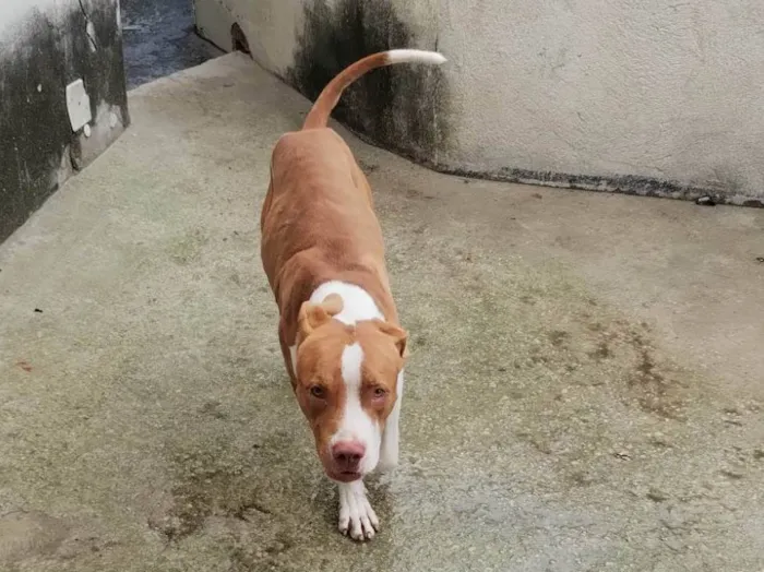 Cachorro ra a Pit-Bull Red Nose  idade 7 a 11 meses nome Bruce