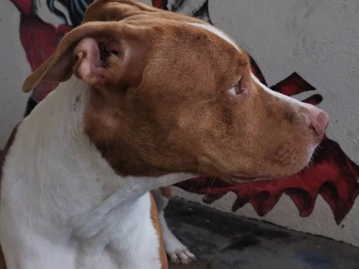 Cachorro ra a Pit-Bull Red Nose  idade 7 a 11 meses nome Bruce