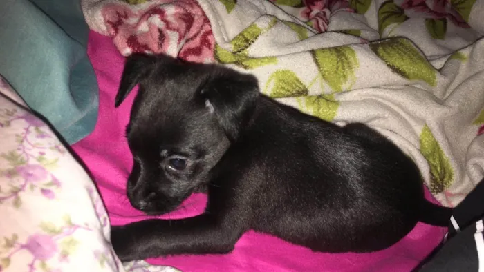 Cachorro ra a SRD-ViraLata idade 2 a 6 meses nome Lilo