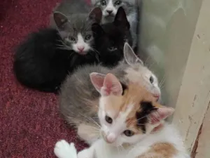 Gato raça  idade 2 a 6 meses nome Sem nome 