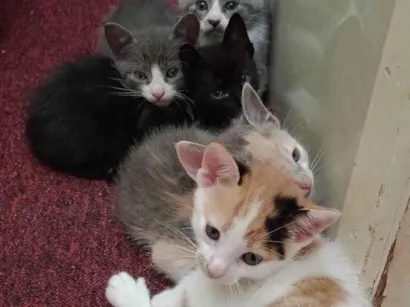 Gato raça  idade 2 a 6 meses nome Sem nome 