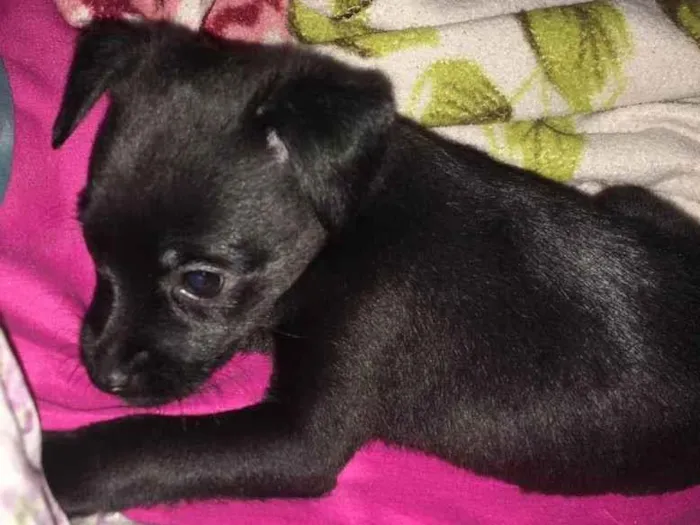 Cachorro ra a SRD-ViraLata idade 2 a 6 meses nome Lilo