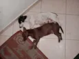 Pequeninos