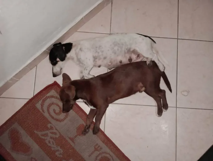 Cachorro ra a SRD-ViraLata idade  nome Pequeninos