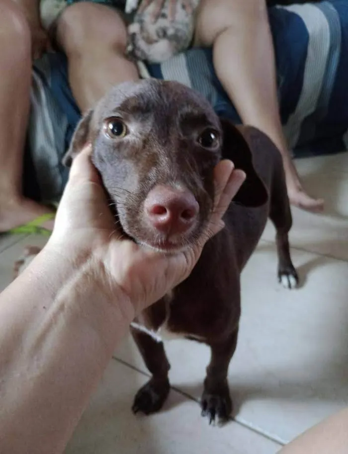 Cachorro ra a SRD-ViraLata idade  nome Pequeninos