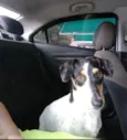 Pequeninos