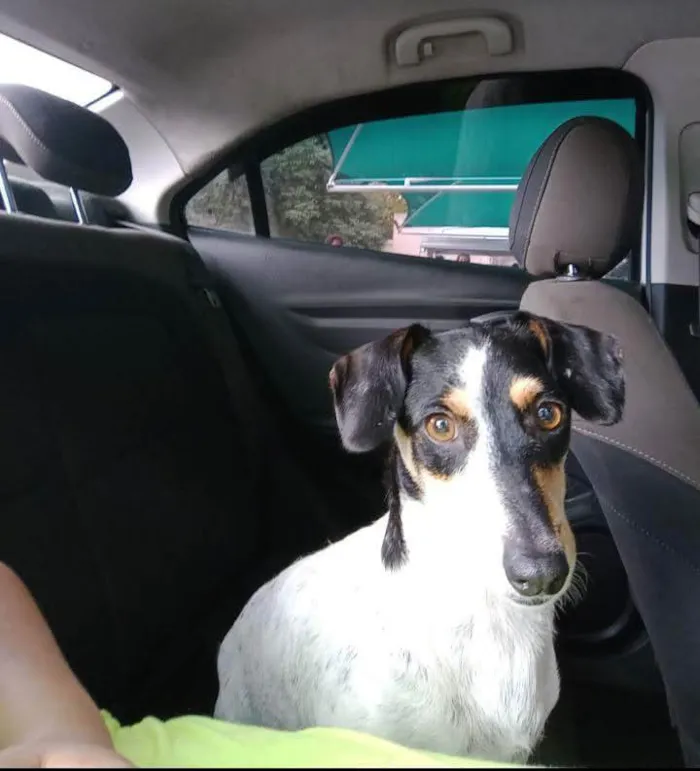 Cachorro ra a SRD-ViraLata idade  nome Pequeninos
