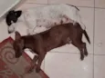 Pequeninos