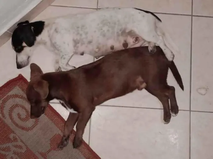 Cachorro ra a SRD-ViraLata idade  nome Pequeninos