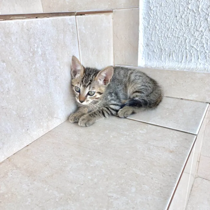 Gato ra a SRD-ViraLata idade 2 a 6 meses nome Fuji bb2meses 