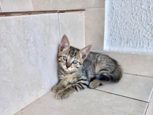 Gato raça SRD-ViraLata idade 2 a 6 meses nome Fuji bb2meses 
