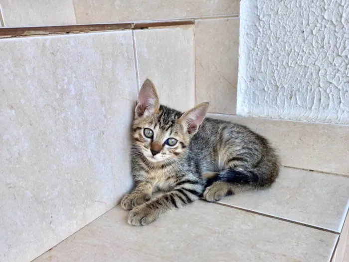 Gato ra a SRD-ViraLata idade 2 a 6 meses nome Fuji bb2meses 