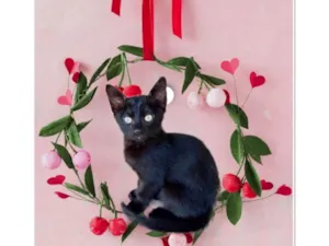 Gato raça SRD-ViraLata idade 2 a 6 meses nome Sushi bb2meses lindo 
