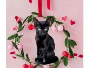 Gato raça SRD-ViraLata idade 2 a 6 meses nome Luli bb2meses lindo 