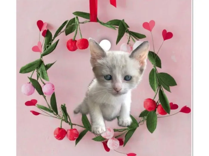 Gato ra a SRD-ViraLata idade 2 a 6 meses nome Bubby bb2meses Linda!