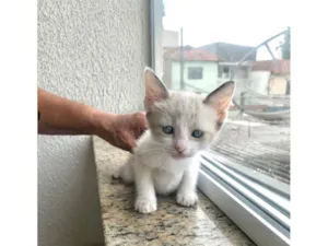 Gato raça SRD-ViraLata idade 2 a 6 meses nome Bubby bb2meses Linda!