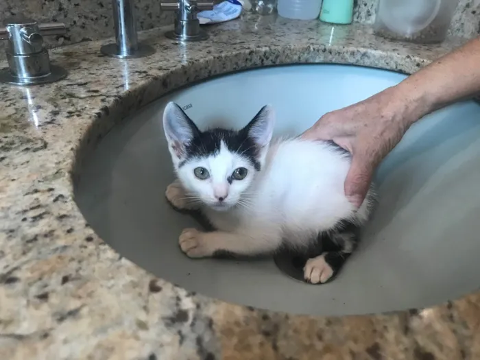 Gato ra a SRD-ViraLata idade 2 a 6 meses nome Mio bb2meses Linda 