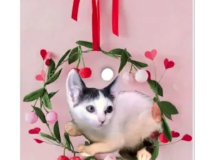 Gato raça SRD-ViraLata idade 2 a 6 meses nome Mio bb2meses Linda 