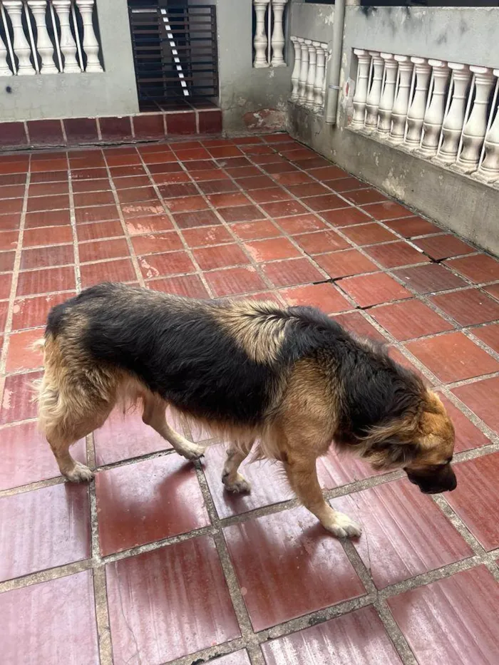 Cachorro ra a pastor mestiço idade 5 anos nome Xavier