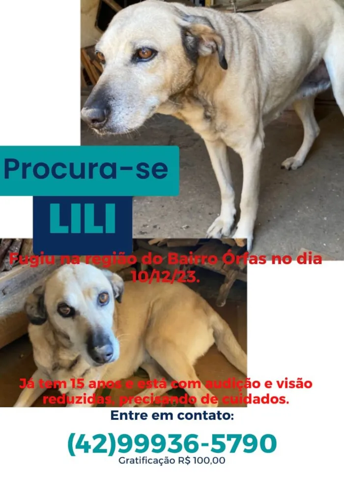 Cachorro ra a SRD-ViraLata idade 6 ou mais anos nome GRATIFICA - LILI