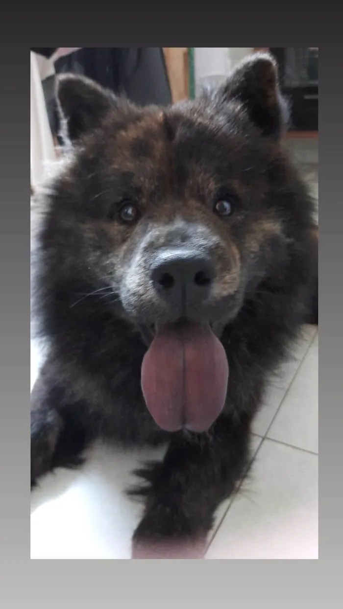 Cachorro ra a Chow Chow idade 1 ano nome Pedro Henrique