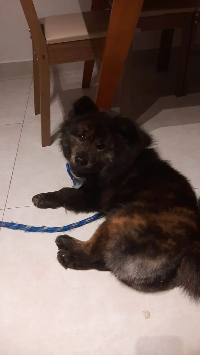 Cachorro ra a Chow Chow idade 1 ano nome Pedro Henrique