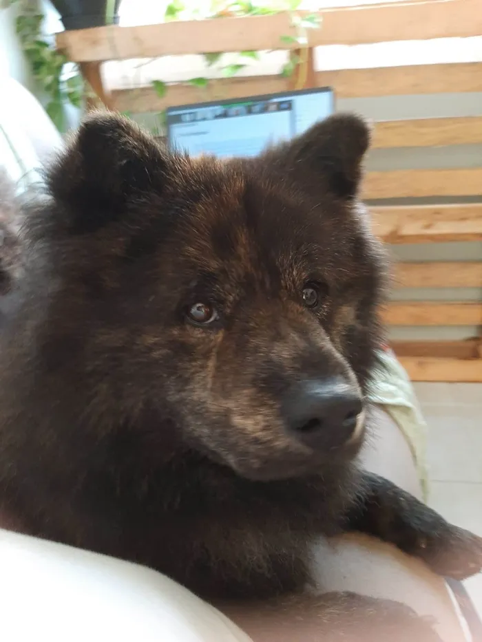 Cachorro ra a Chow Chow idade 1 ano nome Pedro Henrique